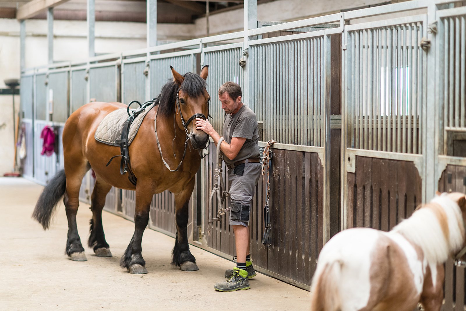 Ein Mann mit Pferden in der Stallgasse